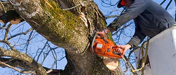 Arborist